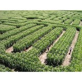 Bergmann Corn Maze & Pumpkin - Other in Haysville