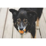 Pawnee County Humane Society - Other in Larned