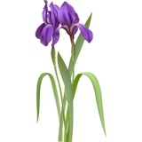 Iris's Cleaning Service - Cleaning Services in Garden City