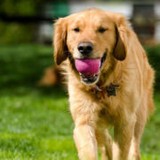Pet Fence Solutions - Fences & Gates in Wichita