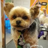Wagg'n Tails Day Spa - Other in Basehor