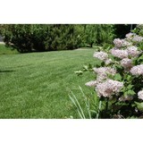 Mr Greengenes Lawn Care - Lawn Services in Louisville