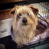 Animal Care Society - Veterinarians/Vets in Louisville