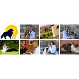 Curtsinger Stacey DVM - Veterinarians/Vets in Lexington