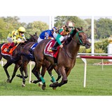 Bluegrass Thoroughbred Service - Other in Nicholasville