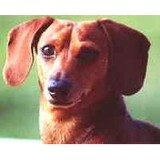 Kentucky Dachshund Rescue Inc - Chicken in Georgetown