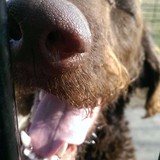 For Paws Unleashed, LLC - Pet Services in Richmond