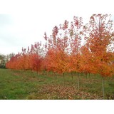 Landscapers Paradise - Landscaping in Lexington