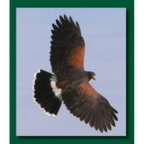Parabuteo Publishing LLC - Other in Pearl River