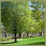 Reliable Tree & Stump Removal - Tree Services in Metairie