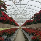 Langridge Plant Sales - Other in Belle Chasse