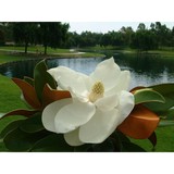 Magnolia Family Service LLC - Other in Thibodaux