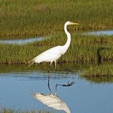 Great Pond Foundation - Other in Edgartown