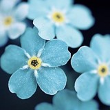 Milton Flower Shops - Florists in Milton