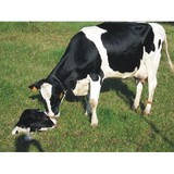 Mayval Farm - Other in Easthampton