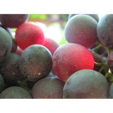 Central Bottle Wine - Wholesale in Cambridge