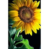 Gardens By Mary - Garden Services/Maintenance in Uxbridge