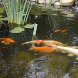 New England Water Gardens - Landscaping in Danvers