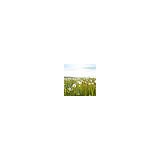 Inspirations - Other in Edgartown