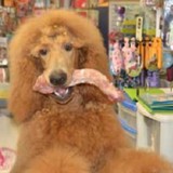 Brookline Grooming & Pet Supls - Pet Groomers in Brookline