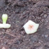 Root Passages - Other in Walpole