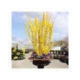 Boston Flower Market - Florists in Boston