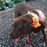 Mrs Q's Piano School - Other in North Brookfield