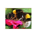 The Bee Hunter, Central Mass - Pest Control in Rutland