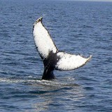Hyannis Whale Watchers Cruises - Other in Barnstable