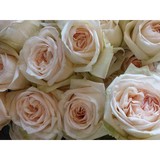 Design's By Don - Florists in Wilmington