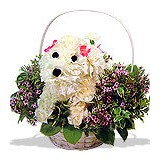 Carey's Flowers Inc - Other in South Hadley