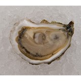Island Creek Oysters - Fish, Mollusk & Crustacean Farms in Duxbury