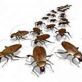 Rid-A-Pest - Pest Control in Springfield