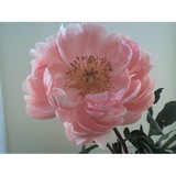 Gordon Florist & Greenhouse - Florists in Ipswich