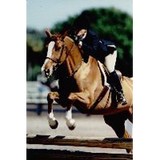 Show Stable Artisans - Other in Hull