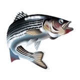 Ginny G Sport Fishing - Other in Provincetown