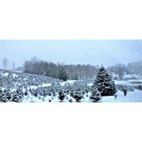 Seekonk Tree Farm - Other in Great Barrington