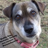 Buddy Dog Humane Society Inc - Other in Sudbury
