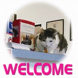 Cat Hospital - Veterinarians/Vets in Northampton