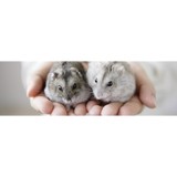 Animal Instincts Aquarium and Pet Center - Aquarium Supplies & Services in Fall River