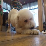 Annie's Clean Critters - Pet Groomers in Whitman