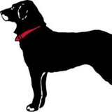 Black Dog - Other in Newburyport