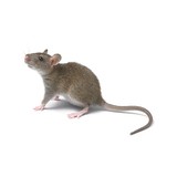 MTB Pest Control Termite/Rodent Exterminator - Pest Control in District Heights