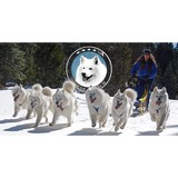 Mid Atlantic Samoyed Rescu - Other in Huntingtown