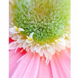 Good Earth Garden Market - Landscape Architects in Potomac