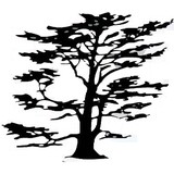 Signature Trees - Landscape Architects in Davidsonville