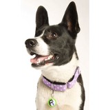 Pet Tag Creations - Pet Stores in Baltimore