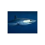 Shark on the Harbor LLC - Restaurants in Ocean City