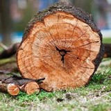 Walt S Tree Landscaping S - Landscaping in Silver Spring