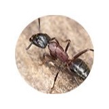 H R Pest Control - Pest Control in Nottingham
